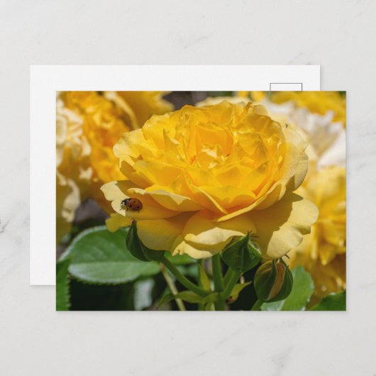 Julia Child Rose ポストカード (正面/裏面)