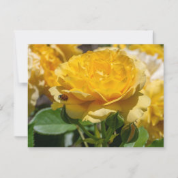 Julia Child Rose ポストカード