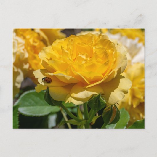 Julia Child Rose ポストカード (正面)