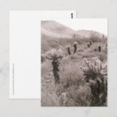 Jumping Cholla Cactus Desert B&Wフォトポストカード ポストカード (正面/裏面)