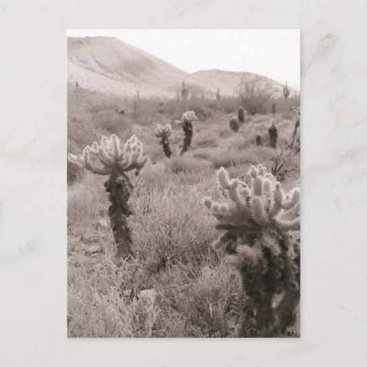 Jumping Cholla Cactus Desert B&Wフォトポストカード ポストカード (正面)