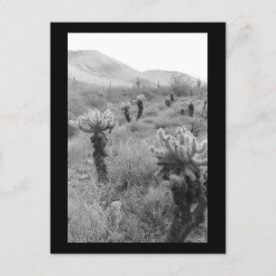 Jumping Cholla Cactus Desert B&Wフォトポストカード ポストカード