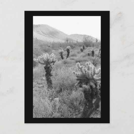 Jumping Cholla Cactus Desert B&Wフォトポストカード ポストカード (正面)