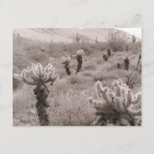 Jumping Cholla Cactus Desert B&Wフォトポストカード ポストカード