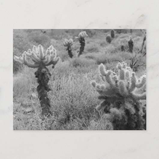 Jumping Cholla Cactus Desert B&Wフォトポストカード ポストカード (正面)