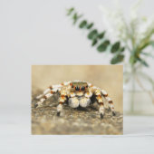 Jumping Spiderクローズアップ葉書 ポストカード (スタンド正面)