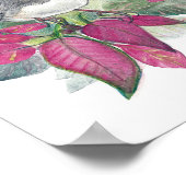 Juncoダークアイドバードウォーター色アートプリント ポスター (角)