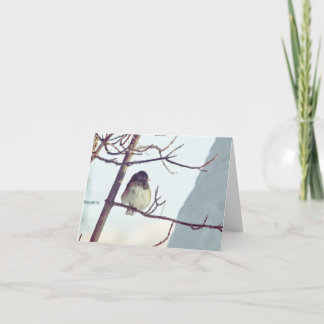 Junco in Montana Winter - 4" x 5.6" Notecard シーズンカード