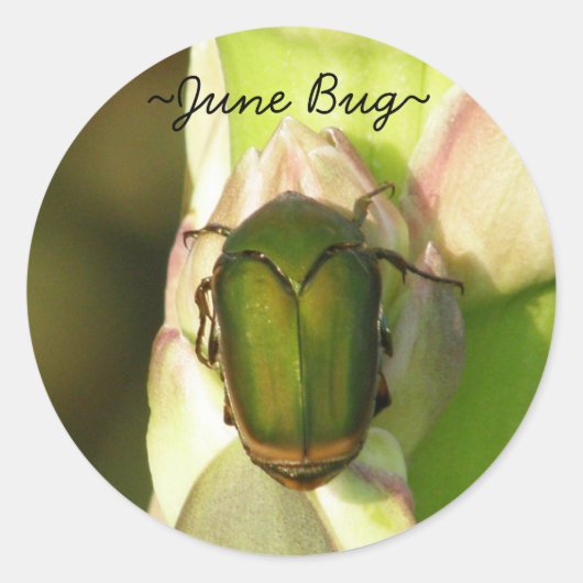 June Bug Stickers ラウンドシール (正面)