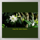Jungle Amazon Lily - Eucharis Amazonica ポスター (正面)