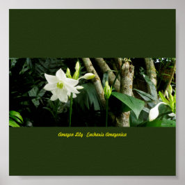 Jungle Amazon Lily - Eucharis Amazonica ポスター