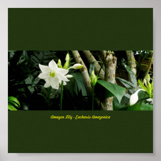 Jungle Amazon Lily - Eucharis Amazonica ポスター