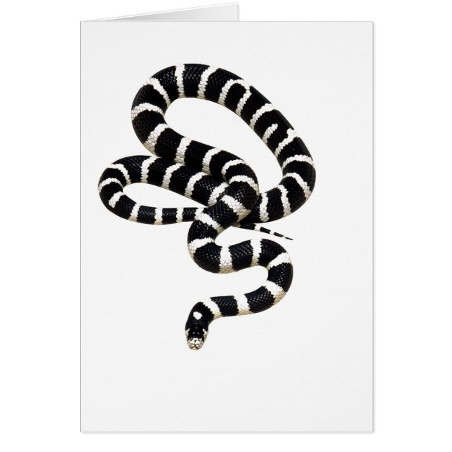 Junglewalk.comからのキングヘビ属 (正面)