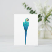 Junglewalk.comから青と黄色のマカオ ポストカード (スタンド正面)