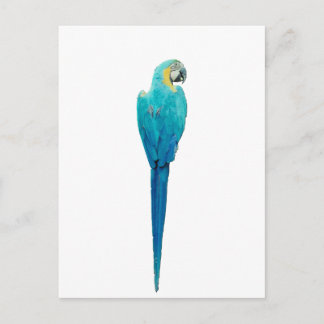 Junglewalk.comから青と黄色のマカオ ポストカード