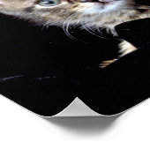 Junglewalk.comから3匹の子猫 ポスター (角)