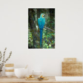 JungleWalk.comからBlue-and-yellow-macaw ポスター (キッチン)