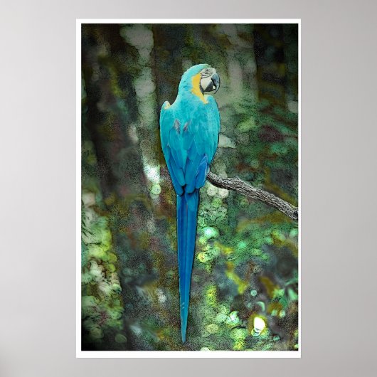 JungleWalk.comからBlue-and-yellow-macaw ポスター (正面)