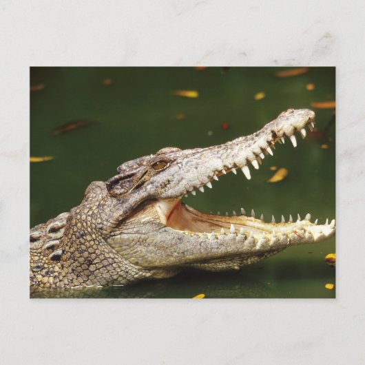 Junglewalk.comのワニとカイマン ポストカード (正面)