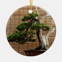 Juniper 中国の Bonsai Tree写真