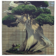 Juniper 中国の Bonsai Tree写真