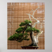 Juniper 中国の Bonsai Tree写真 ポスター (正面)