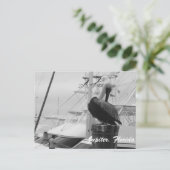 Jupiter, Florida Pelican写真はがき ポストカード (スタンド正面)