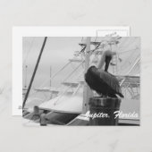 Jupiter, Florida Pelican写真はがき ポストカード (正面/裏面)