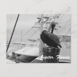 Jupiter, Florida Pelican写真はがき ポストカード