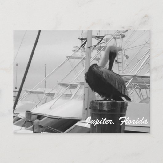 Jupiter, Florida Pelican写真はがき ポストカード (正面)