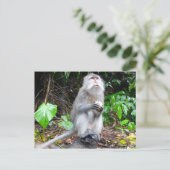 Just Monkeying のまわりに ポストカード (スタンド正面)