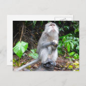 Just Monkeying のまわりに ポストカード (正面/裏面)