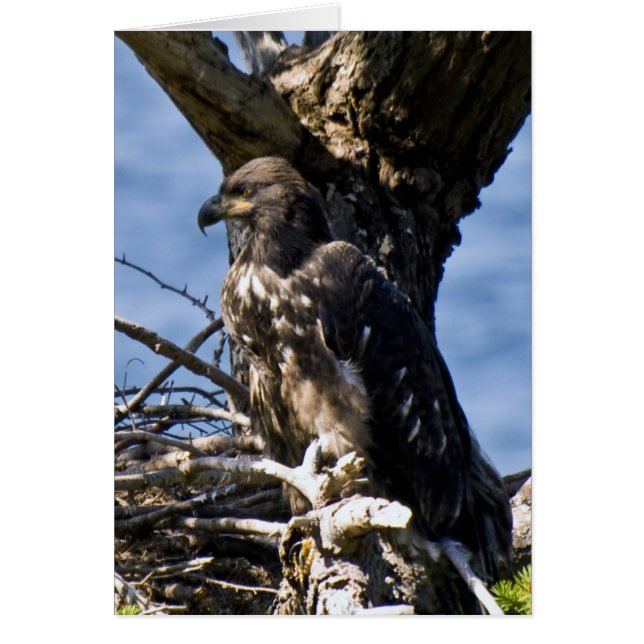 Juvenh Bald Eagle – カード (正面)