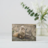 Juvenh Steller Sea Lion – 名刺 (スタンド正面)