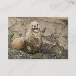 Juvenh Steller Sea Lion – 名刺