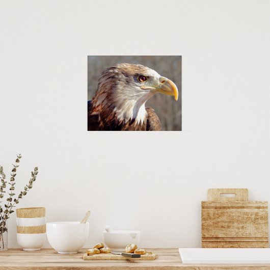 Juvenile American Bald Eagle ポスター (キッチン)