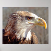 Juvenile American Bald Eagle ポスター (正面)