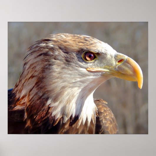 Juvenile American Bald Eagle ポスター (正面)