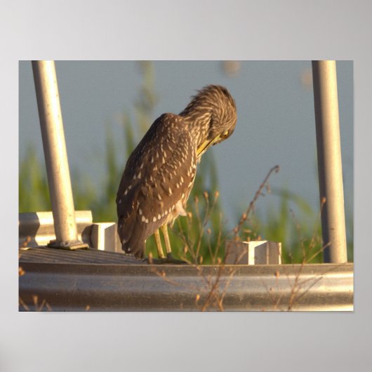 Juvenile Night Heron Photo Poster ポスター (正面)