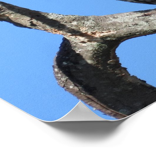 Juvenile Red Tailed Hawk composite  ポスター (角)