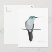 Juvenile Ruby-throated Hummingbird ポストカード (正面/裏面)