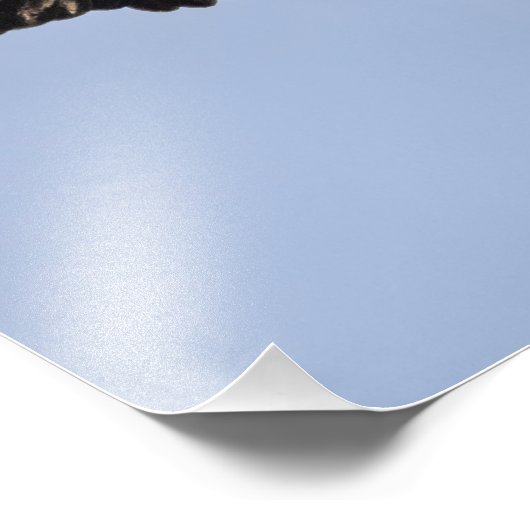 Juvie Eagle Overhead フォトプリント (角)