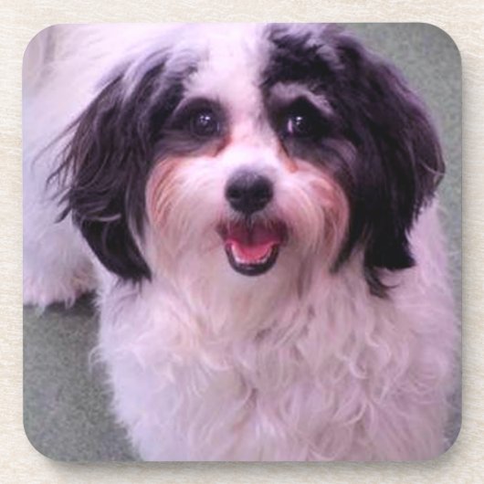 Kシースマイルのかわいい犬セット コースター (正面)