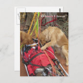 K9検索と救助？ ポストカード (正面/裏面)