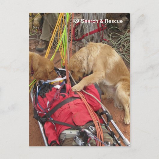 K9検索と救助？ ポストカード (正面)