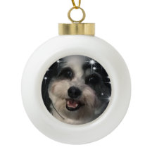 K-CeeスターズZuchon Dog