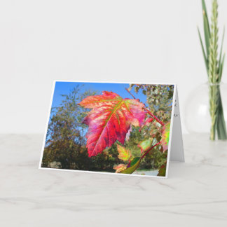 K&K – 同情カード カード