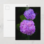 Kaart met een foto van mooie paars rose hortensia ポストカード (正面/裏面)