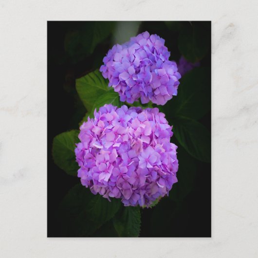 Kaart met een foto van mooie paars rose hortensia ポストカード (正面)