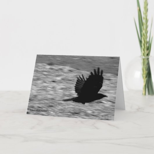 Kachemak湾のワタリガラス カード (正面)